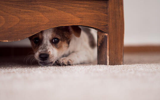 Little puppy is hiding under cupboard