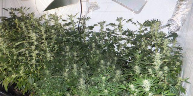 Indoor-Hanfplantage im Kanton St. Gallen (Archiv)