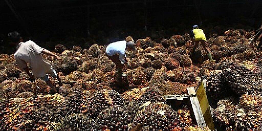 Der Bundesrat soll Palmöl nicht aus den Verhandlungen für ein Freihandelsabkommen mit Malaysia ausklammern. Das verlangt der Ständerat. Stattdessen schlägt er vor, keine Konzessionen in ökologischen und sozialen Fragen zu machen. (Themenbild)