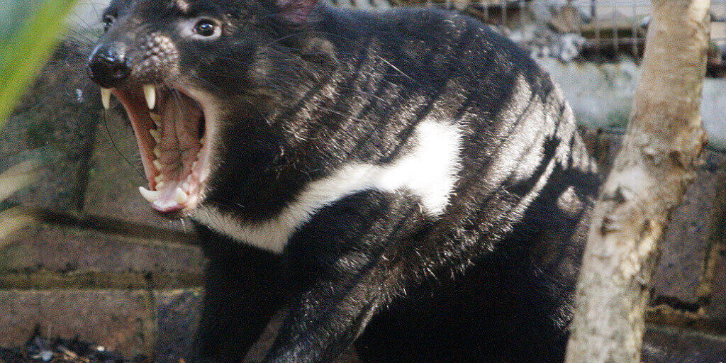 Der Tasmanische Teufel Tex im Taronga Zoo. Neuerdings leben seine Artgenossen nach ihrer Ausrottung wieder wild auf dem australischen Festland. Teuflisch - das heisst aggressiv - sind die Beutelteufel nicht, sie wehren sich nur - das allerdings heftig. (Archivbild)