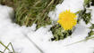 Schnee im Frühling