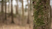 Wald in Eschen Nendeln