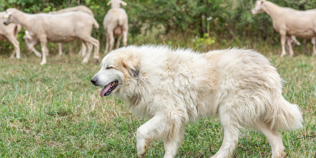 Pyrenean mountain dog, sheepdog used for the protection of livestock herds.