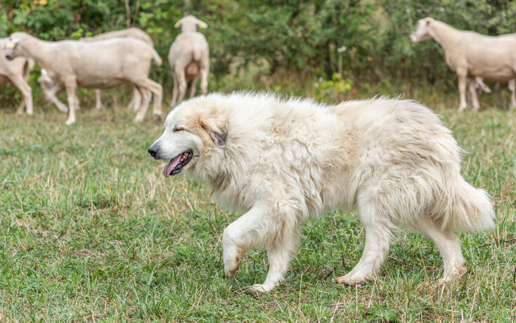 Pyrenean mountain dog, sheepdog used for the protection of livestock herds.