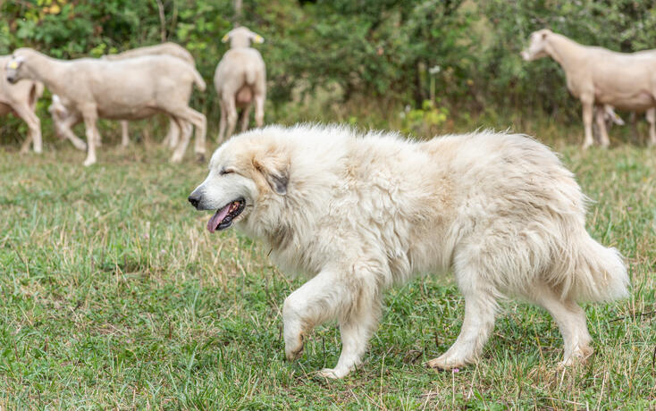 Pyrenean mountain dog, sheepdog used for the protection of livestock herds.
