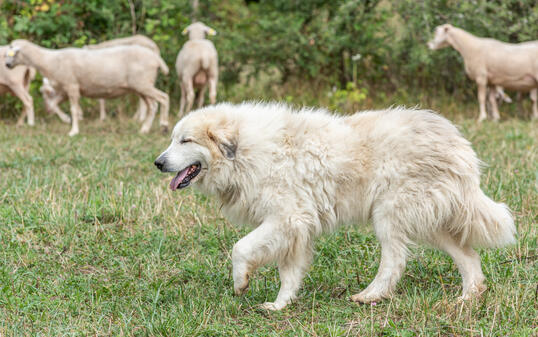 Pyrenean mountain dog, sheepdog used for the protection of livestock herds.
