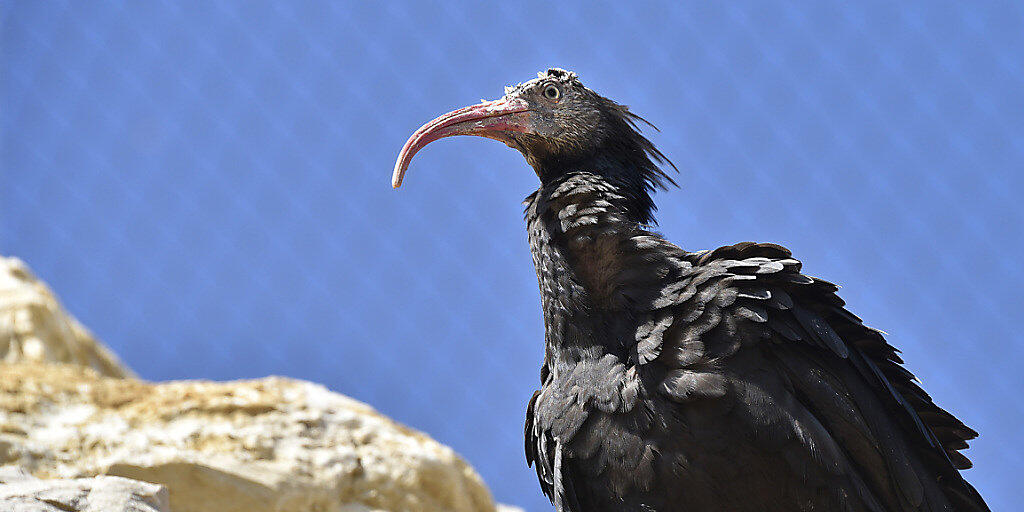 Einer der am meisten gefährdeten Vögel der Welt: Waldrapp in der Voliere des Tierparks Garenne in Le Vaud VD.