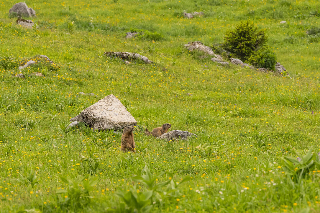 Wanderung: Steg - Alpeti - Pfälzerhütte - Malbun