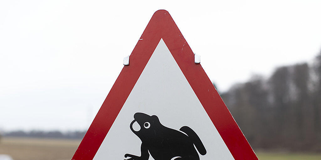 Der Schweizerische Tierschutz fordert Autofahrende zur Vorsicht wegen der Amphibien-Wanderung auf. (Archivbild)