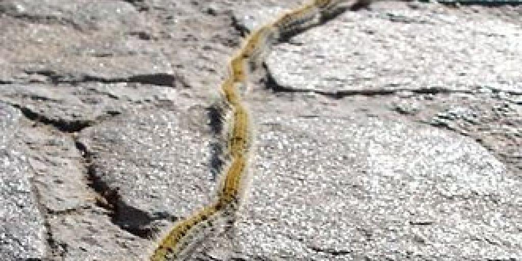 Demnächst beginnt die Prozessionsspinnerraupe  im Tessin ihre Wanderschaft. Sie gefährdet Mensch und Tier, indem sie schwere Allergien auslöst