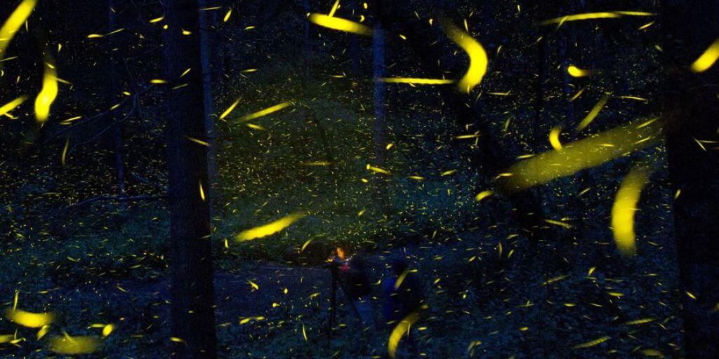 Glühwürmchen auf Brautschau. Forscher haben den Insekten ihre Leuchtmethode abgeguckt und auf Mäuse übertragen. Die Stärke, mit der die Nager strahlen, gibt Auskunft darüber, wie leistungsfähig ihre Mitochondrien sind. Krankheiten von Diabetes bis Krebs lassen sich so besser verstehen. (Archivbild)