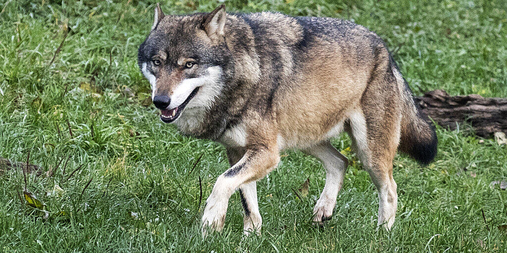 Das Parlament will den Schutz des Wolfs im revidierten Jagdgesetz lockern. Der Bundesrat empfiehlt ein Ja. (Archivbild)