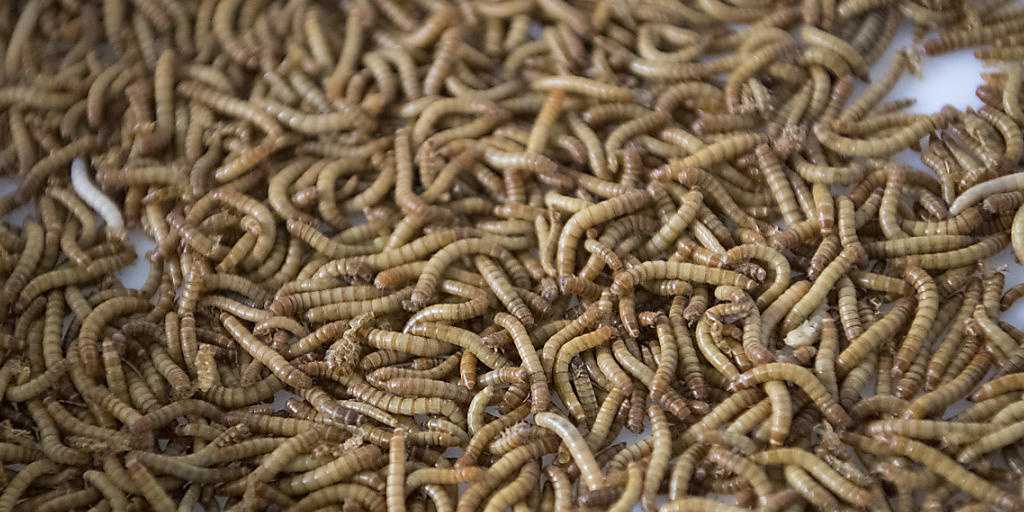 Noch sind keine Burger mit Mehlwürmern bei Schweizer Detailhändlern zu erwerben. Grund dafür sind Probleme beim Import der Krabbeltiere. (Archivbild)