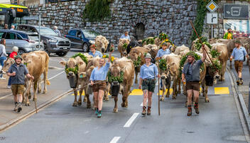 Alpabfahrt Sücka