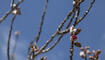 Schnee im Frühling