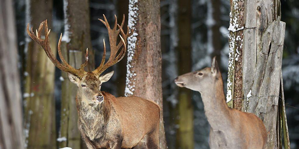 Wegen des vielen Schnees finden die Graubündner Hirsche in höheren Lagen kaum Futter. Der Kanton hat deshalb Notfütterungen angeordnet. (Themenbild)