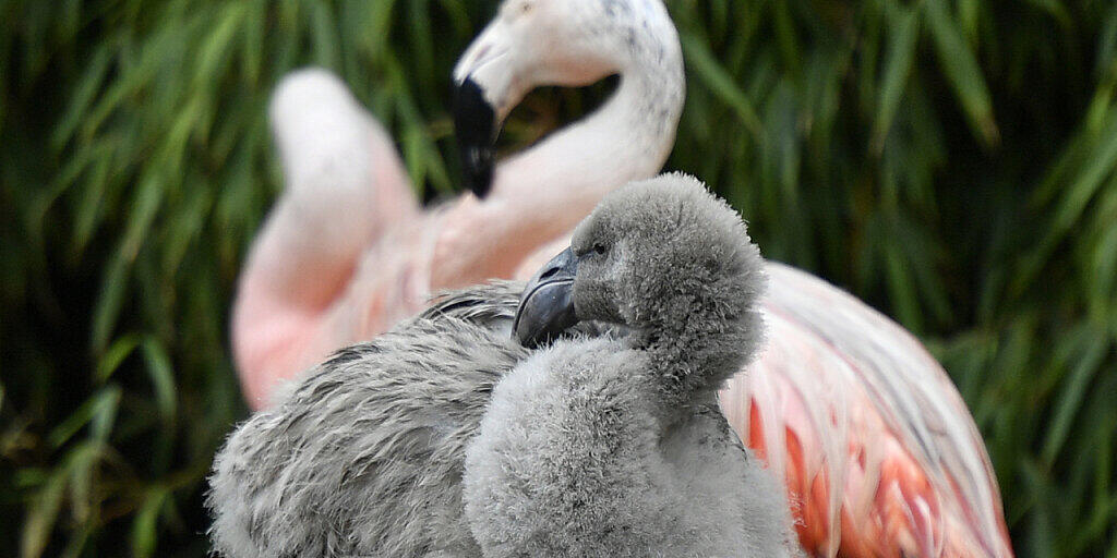 Noch grau, aber schon ganz wie die rosa Eltern: Die Chile-Flamingos im Zürcher Zoo haben seit Jahren wieder Nachwuchs.