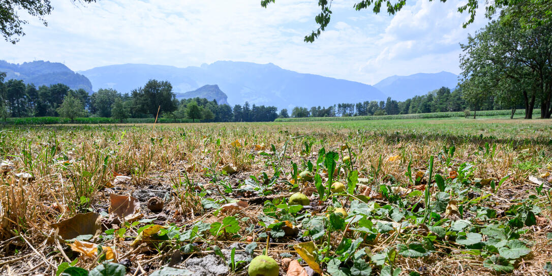 Lang anhaltende Hitze kombiniert durch die extreme Trockenheit begünstigten die Stauung und den Aufbau der vergangenen Hitzewellen. So konnte am 30. Juli gar der Allzeitrekord von 36 Grad vom 13. August 2003 egalisiert werden.