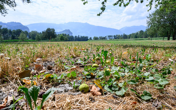 Lang anhaltende Hitze kombiniert durch die extreme Trockenheit beg&uuml;nstigten die Stauung und den Aufbau der vergangenen Hitzewellen. So konnte am 30. Juli gar der Allzeitrekord von 36 Grad vom 13. August 2003 egalisiert werden.