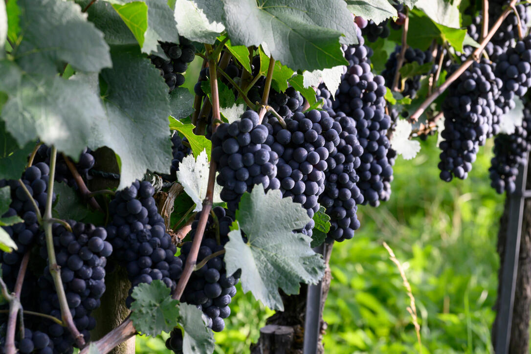 Traubenschau 2026 der Winzergenossenschaft Vaduz