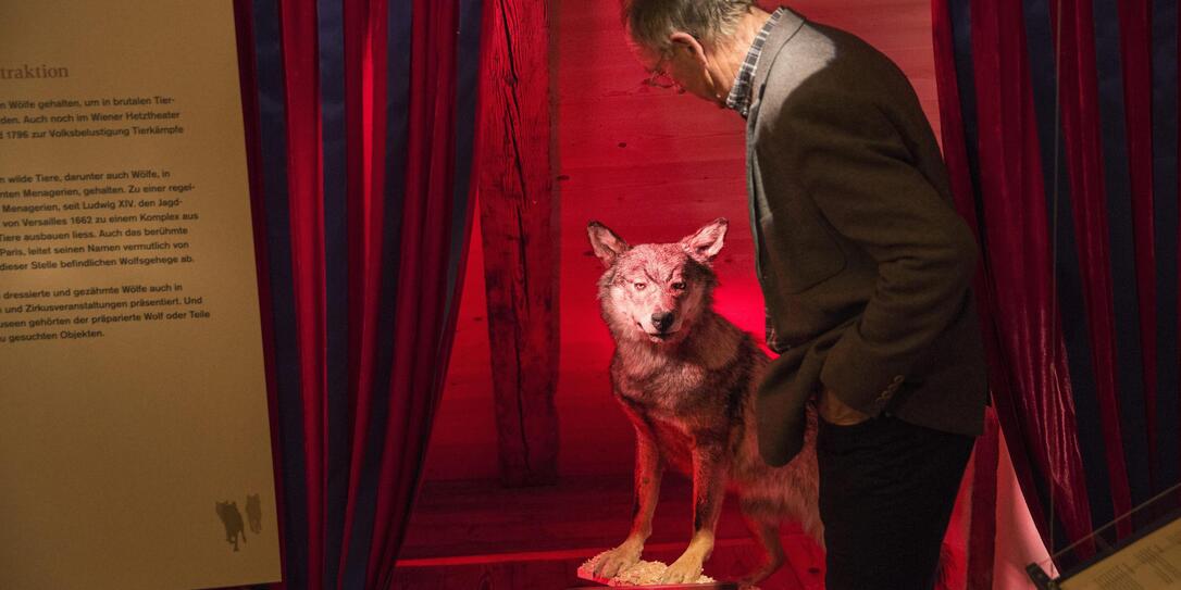 Ausstellung der Wolf in Ruggell Ausstellung der Wolf in Ruggell