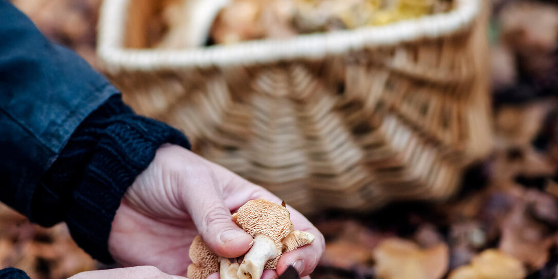 Food Forager looking for hedgehog mushrooms in the forest.