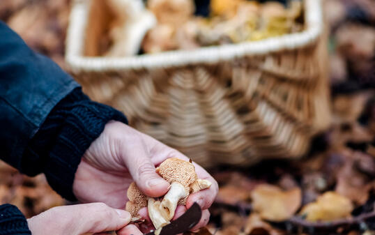Food Forager looking for hedgehog mushrooms in the forest.