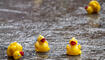Sommer-Entenrennen