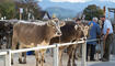 Auffuhr der Tiere für die Viehschau Grabs