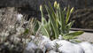 Schnee im Frühling