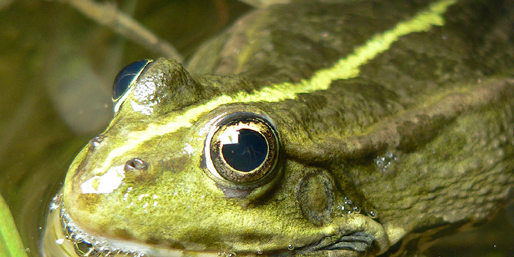 Für den Verzehr importiert und nun zum Problem geworden: Der aus Osteuropa stammende Seefrosch dominiert vielerorts in der Schweiz die Gewässer.
