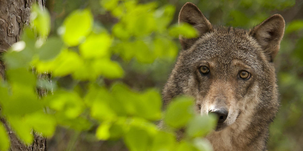 Angst vor dem Wolf: Über 3000 Personen in Uri unterschreiben eine Initiative, die vom Kanton mehr Schutz vor Grossraubtieren verlangt. (Symbolbild)