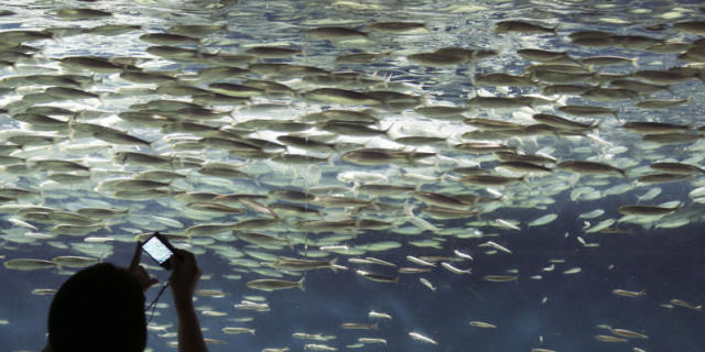 Besucher fotografieren die Fische im Tokyo Sea Life Park (Archiv)