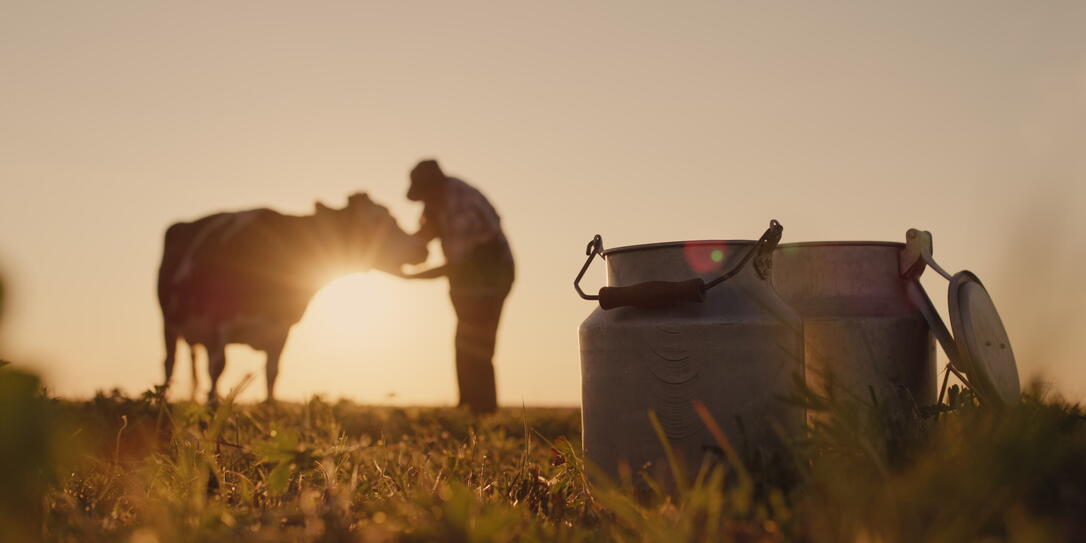 The silhouette of a farmer, stands near a cow. Milk cans in the foreground