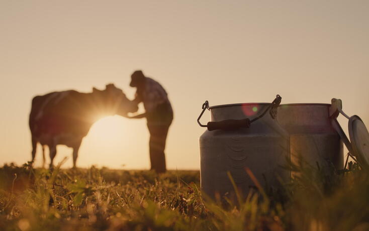 The silhouette of a farmer, stands near a cow. Milk cans in the foreground