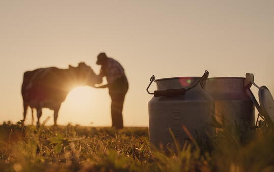 The silhouette of a farmer, stands near a cow. Milk cans in the foreground