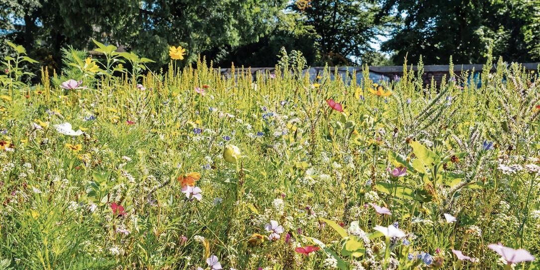 Summer Meadow with beautiful Flowers