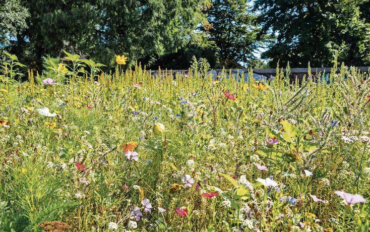 Summer Meadow with beautiful Flowers