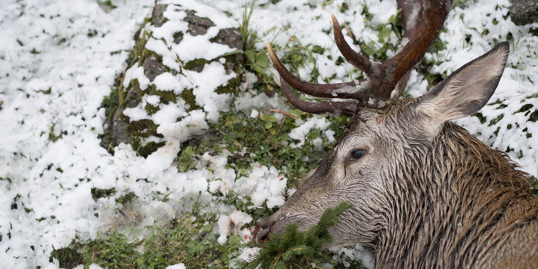 JAGEN, BUENDNER JAGD, HOCHJAGD, KANTON GRAUBUENDEN, GEBIRGE, SCHWEIZER ALPEN, JAGDSAISON, WILD,