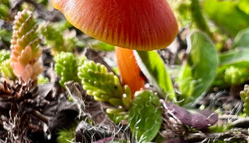 Herbst im Land (