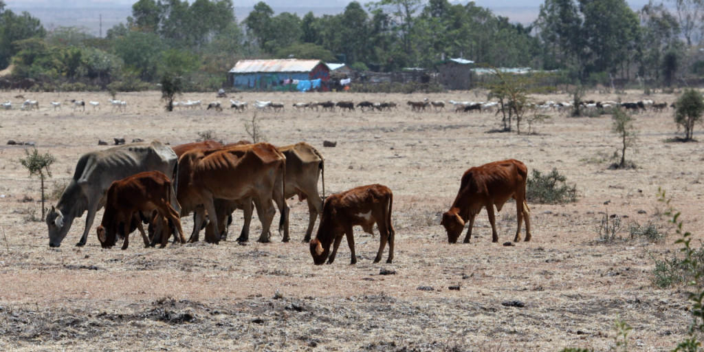 Das Vieh und die Getreideproduktion in Somalia leiden unter der Dürre: Die Folge ist eine gravierende Hungersnot im Land.