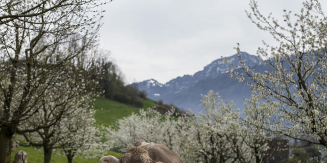 Kuh unter blühenden Kirschbäumen in Arth
