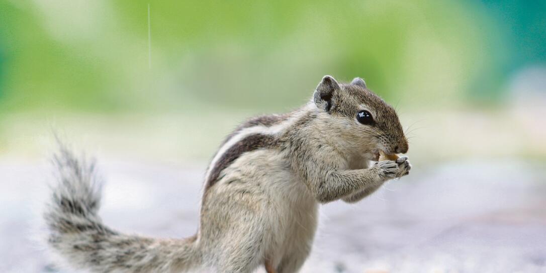 Beautiful isolated  squirrel is eating food in the park outdoor, blur background. Palm squirrel.