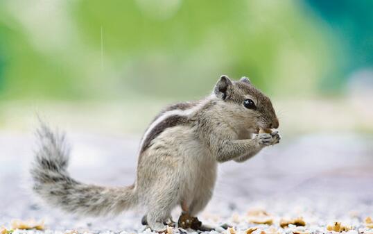 Beautiful isolated  squirrel is eating food in the park outdoor, blur background. Palm squirrel.