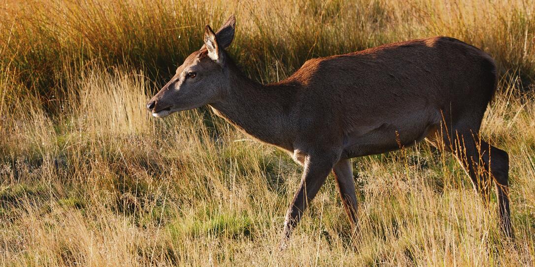 Hind red deer female Cervus elaphus seeks new autumn pastures
