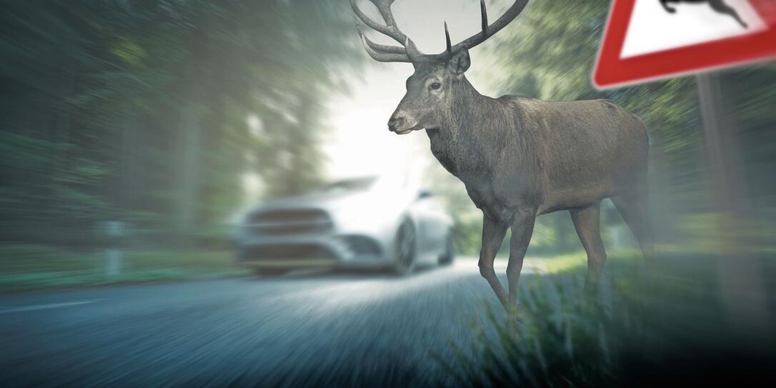 Deer runs over roadway