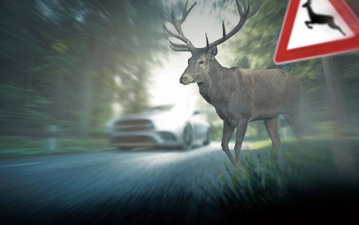 Deer runs over roadway