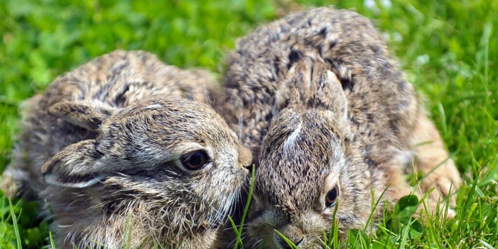 Zu engen Kontakt mit wildlebenden Hasen meiden. Sie k&ouml;nnen Menschen mit der Hasenpest anstecken.