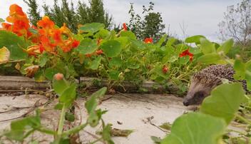 Igel: Stacheltiere in Not