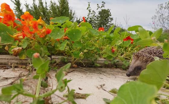 Igel: Stacheltiere in Not